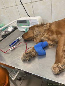 Моей собаке срочно требуется переливание крови  - camphoto_1804928587-1[1].JPG