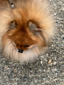 Нужна помощь на лечение собаки от эпилепсии - WhatsApp Image 2023-03-01 at 21.00.18.jpeg