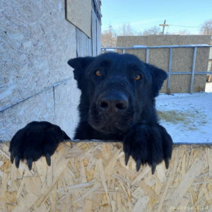 Огромный приют Хочу Домой , более 500 собак - PGkHOQiUprQ.jpg