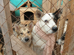 Огромный приют Хочу Домой , более 500 собак - IMG-20230310-WA0023.jpg