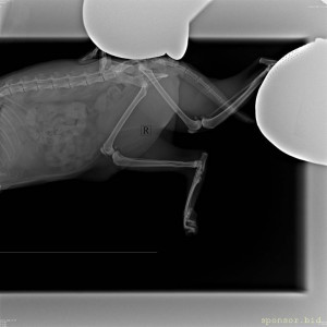 Помогите собрать на операцию кошке - IMG-20230310-WA0027.jpg