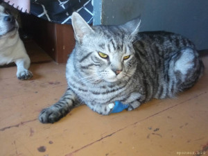 Котик выпал с пятого этажа - IMG_20230419_180811.jpg