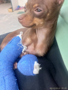 Помогите сохранить лапки тойчику 128591; - 20230430_153848.jpg