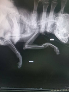 Помогите сохранить лапки тойчику 128591; - 20230419_204628.jpg