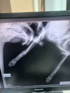 Помогите сохранить лапки тойчику 128591; - 20230419_204647.jpg