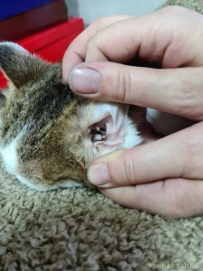 Помогите в оплате лечения и операции кошечке Марусе - 0-2.jpg