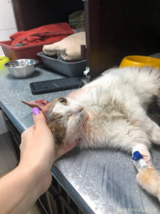 Помогите в оплате лечения и операции кошечке Марусе - 0-6.jpeg