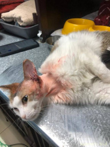 Помогите в оплате лечения и операции кошечке Марусе - 0-7.jpeg