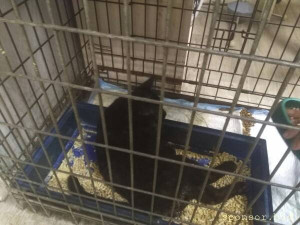 Срочно нужна помощь коту,очень срочно - BgFmNF3Z_ik.jpg