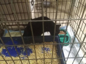 Срочно нужна помощь коту,очень срочно - JVJeJNSEV_s.jpg