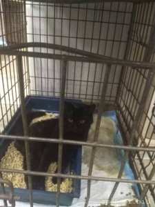 Срочно нужна помощь коту,очень срочно - y--JRlHJqlA.jpg