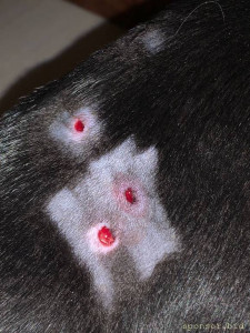 Нужны деньги на лечение щенка - IMG-20230515-WA0028.jpg