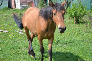 Продолжаю флудить никому не интересной фигней ^^ - DSC_0025.jpg