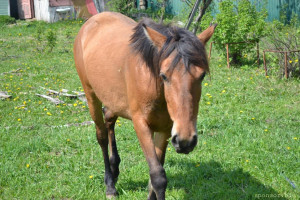 Продолжаю флудить никому не интересной фигней ^^ - DSC_0026.jpg