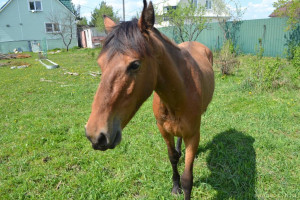 Продолжаю флудить никому не интересной фигней ^^ - DSC_0029.jpg