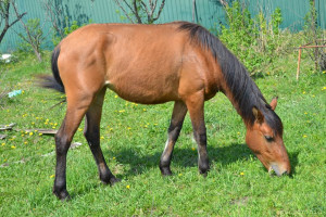 Продолжаю флудить никому не интересной фигней ^^ - DSC_0024.jpg