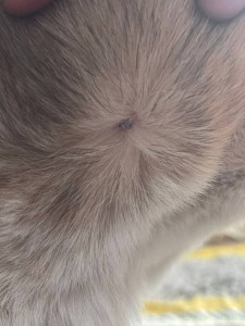 450 р удаление