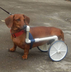 Нужна помощь для операции питомцу - vmv1ru6FuVc.jpg