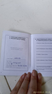 Нужна помощь в перевозке животного - IMG-20230628-WA0066.jpeg