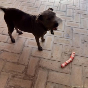 Нужна помощь в перевозке животного - IMG-20230628-WA0031.jpg