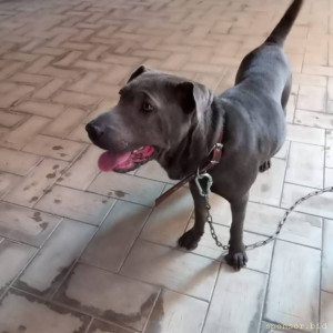 Нужна помощь в перевозке животного - IMG-20230628-WA0033.jpg