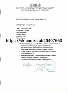 Срочно нужны фин кураторы, собаке Арчи с пулями, Волгоград - InShot_20230709_082632746.jpg