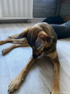 Срочно нужны фин кураторы, собаке Арчи с пулями, Волгоград - IMG-20230707-WA0265.jpg