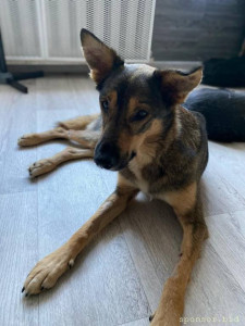 Срочно нужны фин кураторы, собаке Арчи с пулями, Волгоград - IMG-20230707-WA0267.jpg