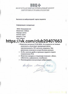 Срочно нужны фин кураторы, собаке Арчи с пулями, Волгоград - InShot_20230709_082632746.jpg