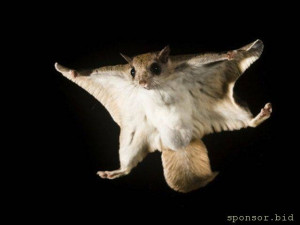 Я не прошу многова помогите кто сколько может  - belka-letyaga.jpg