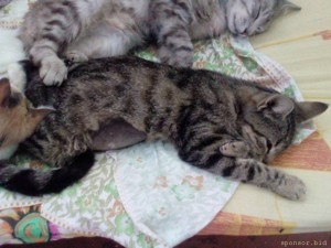 Нужна помощь котику с ФИП - UbaUA4XWMqI.jpg