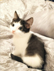 Вот этот котенок