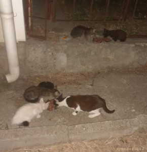 Котики. Правда не все, самые мелкие не прибежали