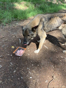 Шельма, Долг в клинику 2435, помогите закрыть. - IMG_1459.jpeg