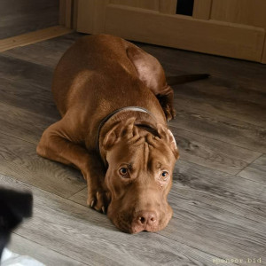 Нужна помощь на операцию щенку - IMG_20230821_140928.jpg