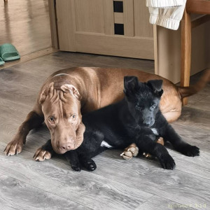 Нужна помощь на операцию щенку - IMG_20230823_133718.jpg