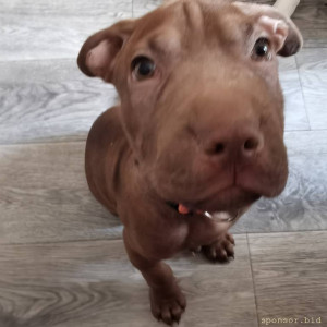 Нужна помощь на операцию щенку - IMG_20230109_142402.jpg