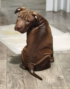 Нужна помощь на операцию щенку - IMG_20230116_153713.jpg