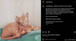 СБОРЫ НА КАСТРАЦИЮ КОТА НУЖНА ПОМОЩЬ - 2023-09-21_22-27-21.jpg