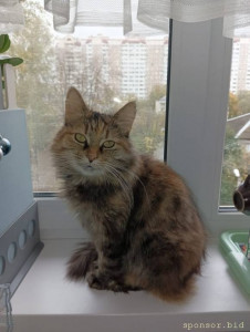 ПОМОГИТЕ ФРОСЕ! <br />     Когда-то Фрося была домашняя, но из-за врождённой патологии мочевого пузыря её выбросили на улицу. <br />     Приютила Фросю в гнойных язвах. Прошли обследование, лечила её всё лето, оперировала, но проблема осталась: у Фроси недержание мочи и она по всей квартире оставляет следы. Необходимо проведение транспозиции мочеточников и после госпитализация в отделении реанимации и интенсивной терапии от двух до четырех дней. Предварительная стоимость 143150руб.<br />     Очень прошу помощи в сборе средств, сумма очень большая. <br />Самое простое — снова выбросить Фросю на улицу, однажды её уже выбросили. Предать не могу и хочу помочь, чтоб она жила полноценной жизнью у меня. Кошка очень ласковая и игривая. <br />     Прошу любой возможной помощи и внимания. Готова отчитываться за то, куда пошёл каждый рубль по ссылке: <br />https://t.me/FROSIACAT<br />Документация, анализы в телеграме<br />НОМЕР КАРТЫ СБЕРБАНКА: 2202206794345061