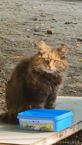 Во такое фото прислали мне коллеги, с этой кошечкой, жила на складе. Никто тогда не понимал, что у нее врожденная патология.