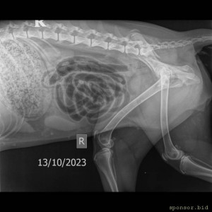 Мою собаку сбила машина - Мягкие ткани Средний 10-25 kg -Брюшная полость LAT-13.10.2023-15_31_40-951.JPEG