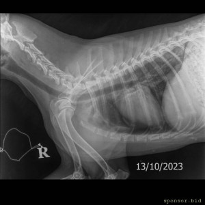 Мою собаку сбила машина - Скелет средний 10-25 kg-Грудной-поясн. отд. LAT-13.10.2023-15_31_37-450.JPEG