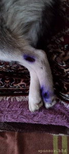 Мою собаку сбила машина - IMG_20231013_183654.jpg