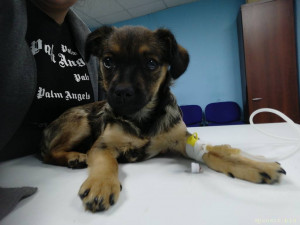 Помощь двум щенкам 128591; - IMG_20231014_100915.jpg