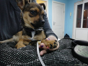 Помощь двум щенкам 128591; - IMG_20231013_091604.jpg