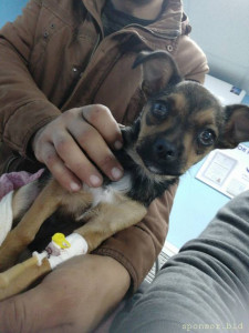 Помощь двум щенкам 128591; - IMG_20231015_105819.jpg