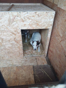 Помогите трехлапому Биму и Тузику оплатить тёплую передержку. Ежемесячная стоимость передержки за двоих 15000 руб. - IMG-20221125-WA0031(1).jpg