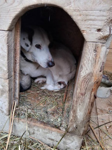 Помогите трехлапому Биму и Тузику оплатить тёплую передержку. Ежемесячная стоимость передержки за двоих 15000 руб. - IMG_20231129_101247.jpg