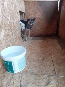 Помогите трехлапому Биму и Тузику оплатить тёплую передержку. Ежемесячная стоимость передержки за двоих 15000 руб. - IMG-20221125-WA0012.jpg